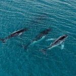 2 humpback whales swam record-breaking distance between breeding grounds, photos reveal