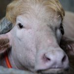 Albino buffalo dubbed “Donald Trump” for its familiar hairdo spared from Eid sacrifice in Bangladesh